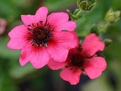 Potentilla nepalensis 'Shogran'